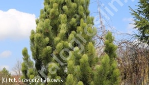 sosna bośniacka 'Satellit' - Pinus heldreichii 'Satellit' 
