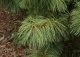 sosna koreańska 'Jack Corbit' - Pinus koraiensis 'Jack Corbit' 