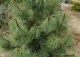 sosna koreańska 'Jack Corbit' - Pinus koraiensis 'Jack Corbit' 