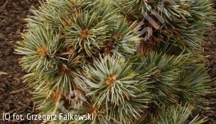 sosna koreańska 'Blue Ball' - Pinus koraiensis 'Blue Ball' 