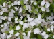 Hortensja RUNAWAY BRIDE SNOW WHITE 'USHYD0405' - Hydrangea RUNAWAY BRIDE SNOW WHITE 'USHYD0405' 