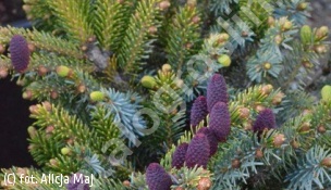 świerk dwubarwny 'Howell's Dwarf' - Picea bicolor 'Howell's Dwarf' 