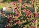 świerk pospolity 'Rydal' - Picea abies 'Rydal' 