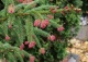 świerk pospolity 'Rydal' - Picea abies 'Rydal' 