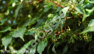 winobluszcz pięciolistkowy - Parthenocissus quinquefolia 