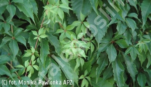 winobluszcz pięciolistkowy - Parthenocissus quinquefolia 