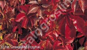 winobluszcz pięciolistkowy odm. murowa - Parthenocissus quinquefolia var. murorum 