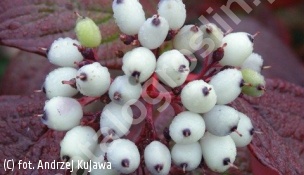 dereń biały 'Siberian Pearls' - Cornus alba 'Siberian Pearls' 