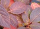 hortensja bukietowa  EARLY SENSATION 'Bulk' - Hydrangea paniculata EARLY SENSATION 'Bulk' PBR