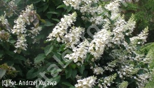 hortensja bukietowa 'Tardiva' - Hydrangea paniculata 'Tardiva' 