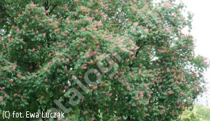 kasztanowiec czerwony - Aesculus ×carnea 