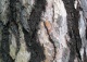 sosna czarna - Pinus nigra 