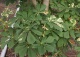 kasztanowiec biały 'Franek' - Aesculus hippocastanum 'Franek' 