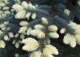 świerk kłujący 'Białobok' - Picea pungens 'Białobok' 
