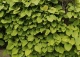 kokornak wielkolistny - Aristolochia macrophylla 
