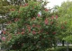 kasztanowiec czerwony 'Briotii' - Aesculus ×carnea 'Briotii' 