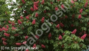 kasztanowiec czerwony 'Briotii' - Aesculus ×carnea 'Briotii' 