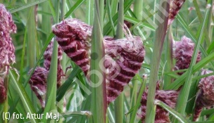 miskant chiński 'Boucle' - Miscanthus sinensis 'Boucle' PBR