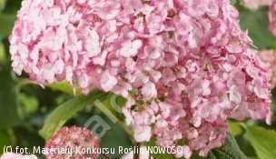 hortensja krzewiasta CANDYBELLE BUBBLEGUM 'GRHYAR1407' - Hydrangea arborescens CANDYBELLE BUBBLEGUM 'GRHYAR1407' 