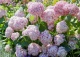hortensja krzewiasta CANDYBELLE BUBBLEGUM 'GRHYAR1407' - Hydrangea arborescens CANDYBELLE BUBBLEGUM 'GRHYAR1407' 