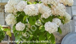 hortensja krzewiasta CANDYBELLE MARSHMALLOW 'GRHYAR1406' - Hydrangea arborescens CANDYBELLE MARSHMALLOW 'GRHYAR1406' 