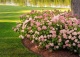 hortensja krzewiasta PINK ANNABELLE 'NCHA2' - Hydrangea arborescens PINK ANNABELLE 'NCHA2' 