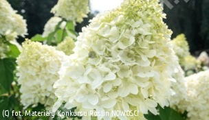 hortensja bukietowa LIVING SUMMER LOVE 'LCNO2' - Hydrangea paniculata LIVING SUMMER LOVE 'LCNO2' 