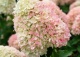 hortensja bukietowa LIVING SUMMER LOVE 'LCNO2' - Hydrangea paniculata LIVING SUMMER LOVE 'LCNO2' 