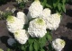 hortensja bukietowa MAGICAL MONT BLANC 'Kolmamon' - Hydrangea paniculata MAGICAL MONT BLANC 'Kolmamon' PBR