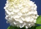 hortensja bukietowa MAGICAL MONT BLANC 'Kolmamon' - Hydrangea paniculata MAGICAL MONT BLANC 'Kolmamon' PBR