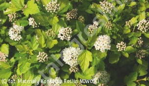 pęcherznica kalinolistna TINY WINE GOLD 'SMNPOTWG' - Physocarpus opulifolius TINY WINE GOLD 'SMNPOTWG' 