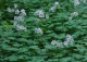 bodziszek Renarda - Geranium renardii 