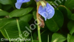 kosaciec syberyjski 'Cambridge' - Iris sibirica 'Cambridge' 