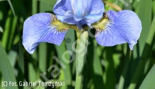 kosaciec syberyjski 'Cambridge' - Iris sibirica 'Cambridge' 