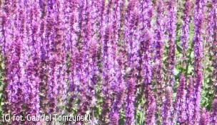 szałwia omszona 'Amethyst' - Salvia nemorosa 'Amethyst' 