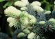 świerk kłujący 'Białobok' - Picea pungens 'Białobok' 