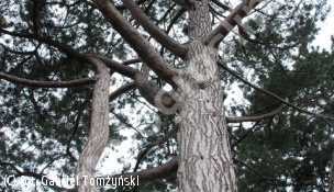 sosna czarna - Pinus nigra 