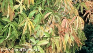 kasztanowiec żółty - Aesculus flava 