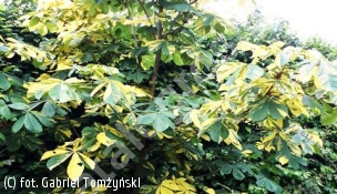 kasztanowiec biały 'Franek' - Aesculus hippocastanum 'Franek' 