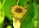 kokornak wielkolistny - Aristolochia macrophylla 
