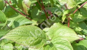 dereń biały 'Sibirica' - Cornus alba 'Sibirica' 